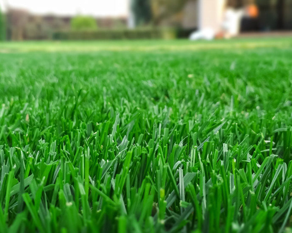 Lion's lawn Care Services